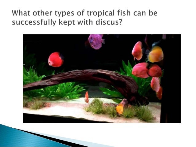 8500 Aquarium Design For Discus Fish Terbaik