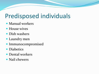 Predisposed individuals
 Manual workers
 House wives
 Dish washers
 Laundry men
 Immunocompromised
 Diabetics
 Dental workers
 Nail chewers
 