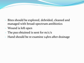 - Bites should be explored, debrided, cleaned and
managed with broad-spectrum antibiotics
- Wound is left open
- The pus obtained is sent for m/c/s
- Hand should be re examine 24hrs after drainage
 
