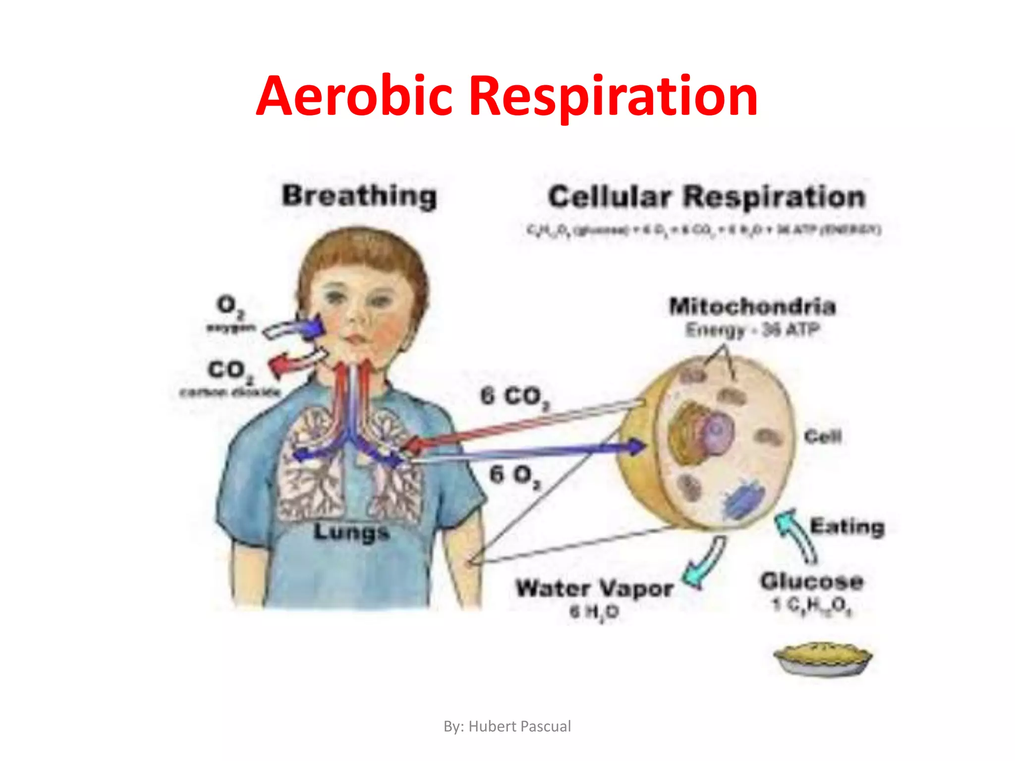 By: Hubert Pascual
Aerobic Respiration
 