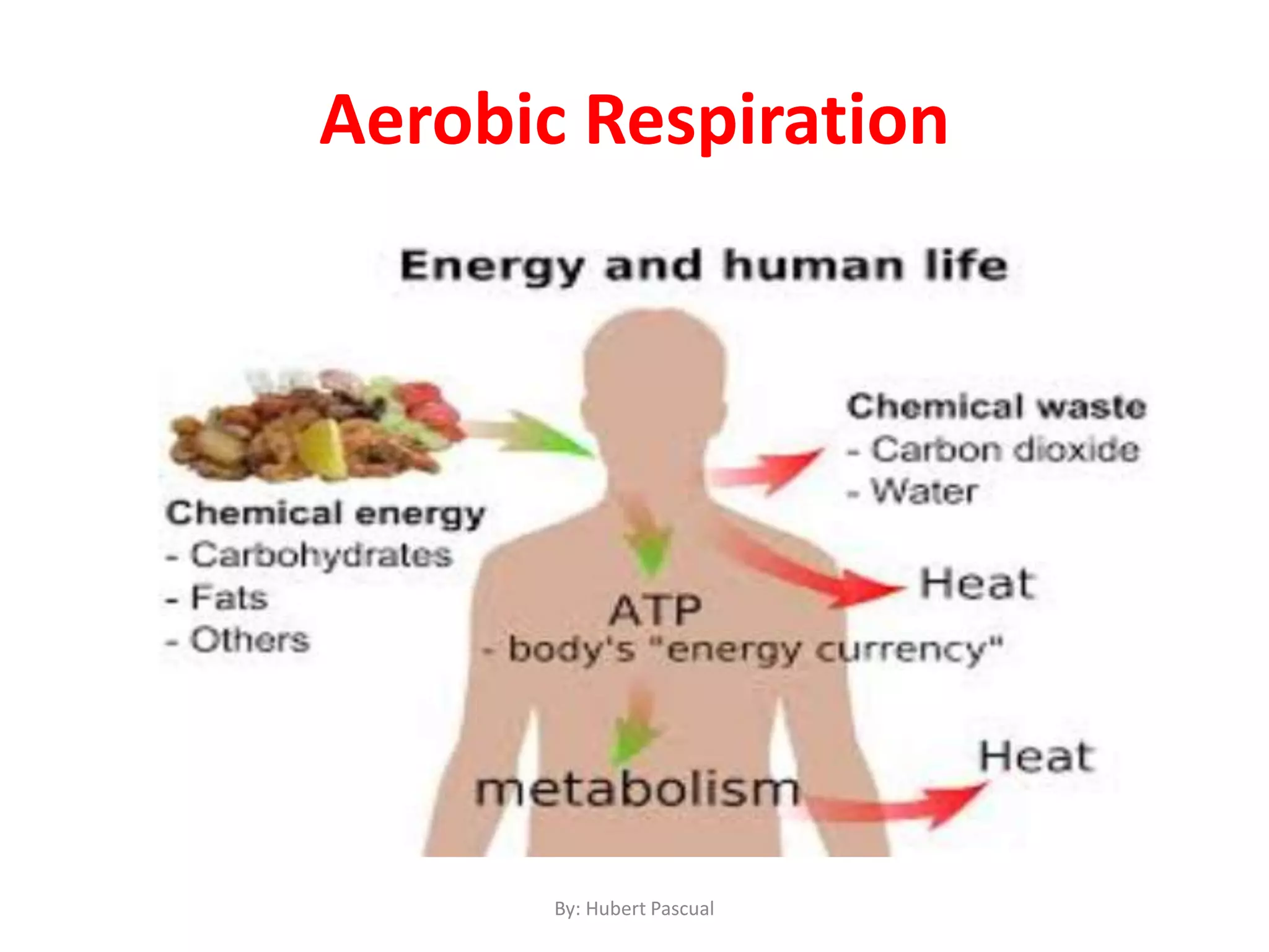 By: Hubert Pascual
Aerobic Respiration
 
