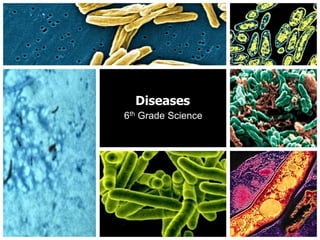 Diseases 6th Grade Science 