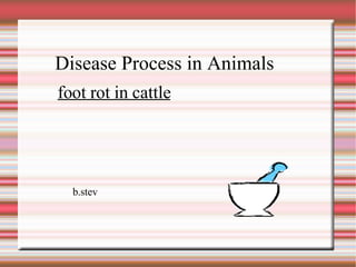 Disease Process in Animals foot rot in cattle b.stev 