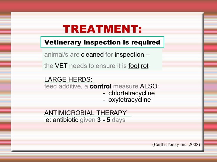 Disease Process in Animals Foot Rot in Cattle