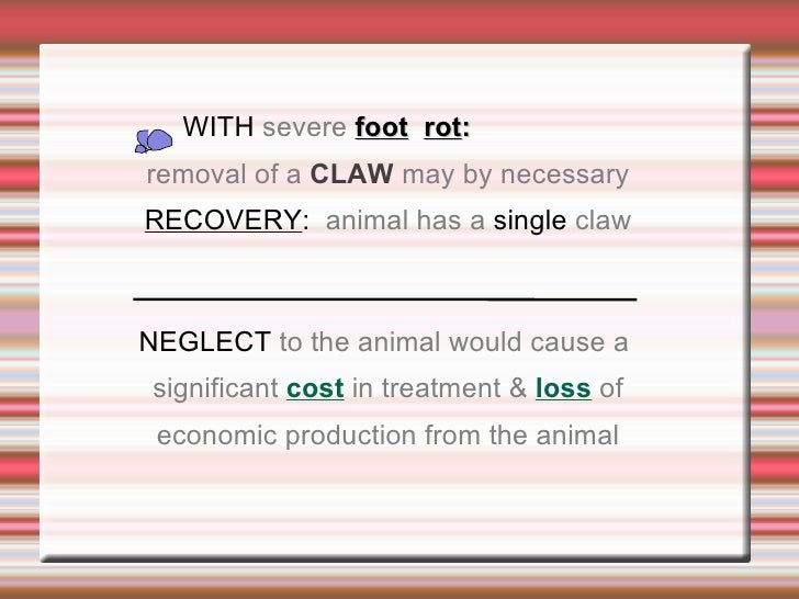 Disease Process in Animals Foot Rot in Cattle