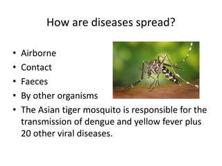 How are diseases spread? 
• Airborne 
• Contact 
• Faeces 
• By other organisms 
• The Asian tiger mosquito is responsible for the 
transmission of dengue and yellow fever plus 
20 other viral diseases. 
 