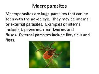 Macroparasites 
Macroparasites are large parasites that can be 
seen with the naked eye. They may be internal 
or external parasites. Examples of internal 
include, tapeworms, roundworms and 
flukes. External parasites include lice, ticks and 
fleas. 
sph.unc.edu 
 