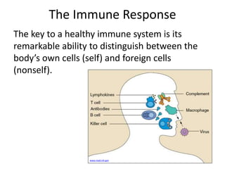 The Immune Response 
The key to a healthy immune system is its 
remarkable ability to distinguish between the 
body’s own cells (self) and foreign cells 
(nonself). 
www.niaid.nih.gov 
 