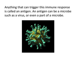 Anything that can trigger this immune response 
is called an antigen. An antigen can be a microbe 
such as a virus, or even a part of a microbe. 
http://www.huffingtonpost.com/2014/01/13 
 