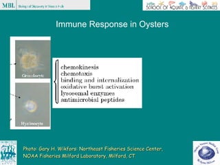 Disease Research - Oysters | PPT