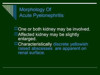 Morphology Of
Acute Pyelonephritis
 One or both kidney may be involved.
 Affected kidney may be slightly

enlarged.
 Characteristically discrete yellowish
raised abscesses are apparent on
renal surface.

 