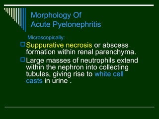 Morphology Of
Acute Pyelonephritis
Microscopically:

 Suppurative necrosis or abscess

formation within renal parenchyma.
 Large masses of neutrophils extend
within the nephron into collecting
tubules, giving rise to white cell
casts in urine .

 