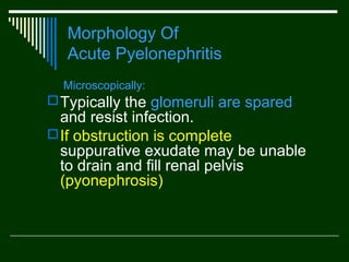 Morphology Of
Acute Pyelonephritis
Microscopically:

 Typically the glomeruli are spared

and resist infection.
 If obstruction is complete
suppurative exudate may be unable
to drain and fill renal pelvis
(pyonephrosis)

 