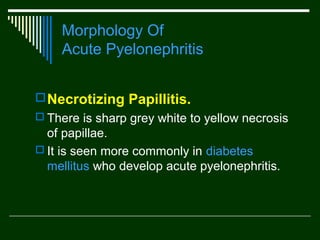 Morphology Of
Acute Pyelonephritis
 Necrotizing Papillitis.
 There is sharp grey white to yellow necrosis

of papillae.
 It is seen more commonly in diabetes
mellitus who develop acute pyelonephritis.

 