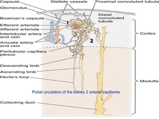 1

2

Portal circulation of the kidney 2 arterial capillaries

 