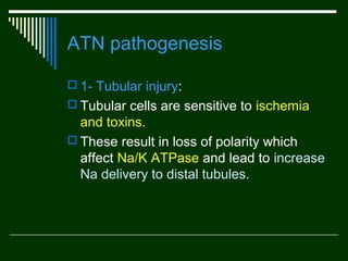 ATN pathogenesis
 1- Tubular injury:
 Tubular cells are sensitive to ischemia

and toxins.
 These result in loss of polarity which
affect Na/K ATPase and lead to increase
Na delivery to distal tubules.

 