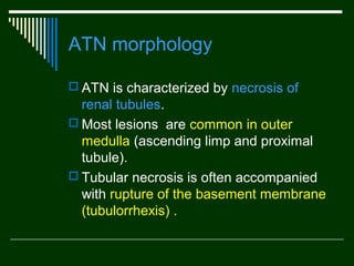 ATN morphology
 ATN is characterized by necrosis of

renal tubules.
 Most lesions are common in outer
medulla (ascending limp and proximal
tubule(.
 Tubular necrosis is often accompanied
with rupture of the basement membrane
(tubulorrhexis( .

 