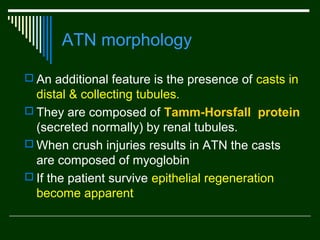 ATN morphology
 An additional feature is the presence of casts in

distal & collecting tubules.
 They are composed of Tamm-Horsfall protein
(secreted normally( by renal tubules.
 When crush injuries results in ATN the casts
are composed of myoglobin
 If the patient survive epithelial regeneration
become apparent

 