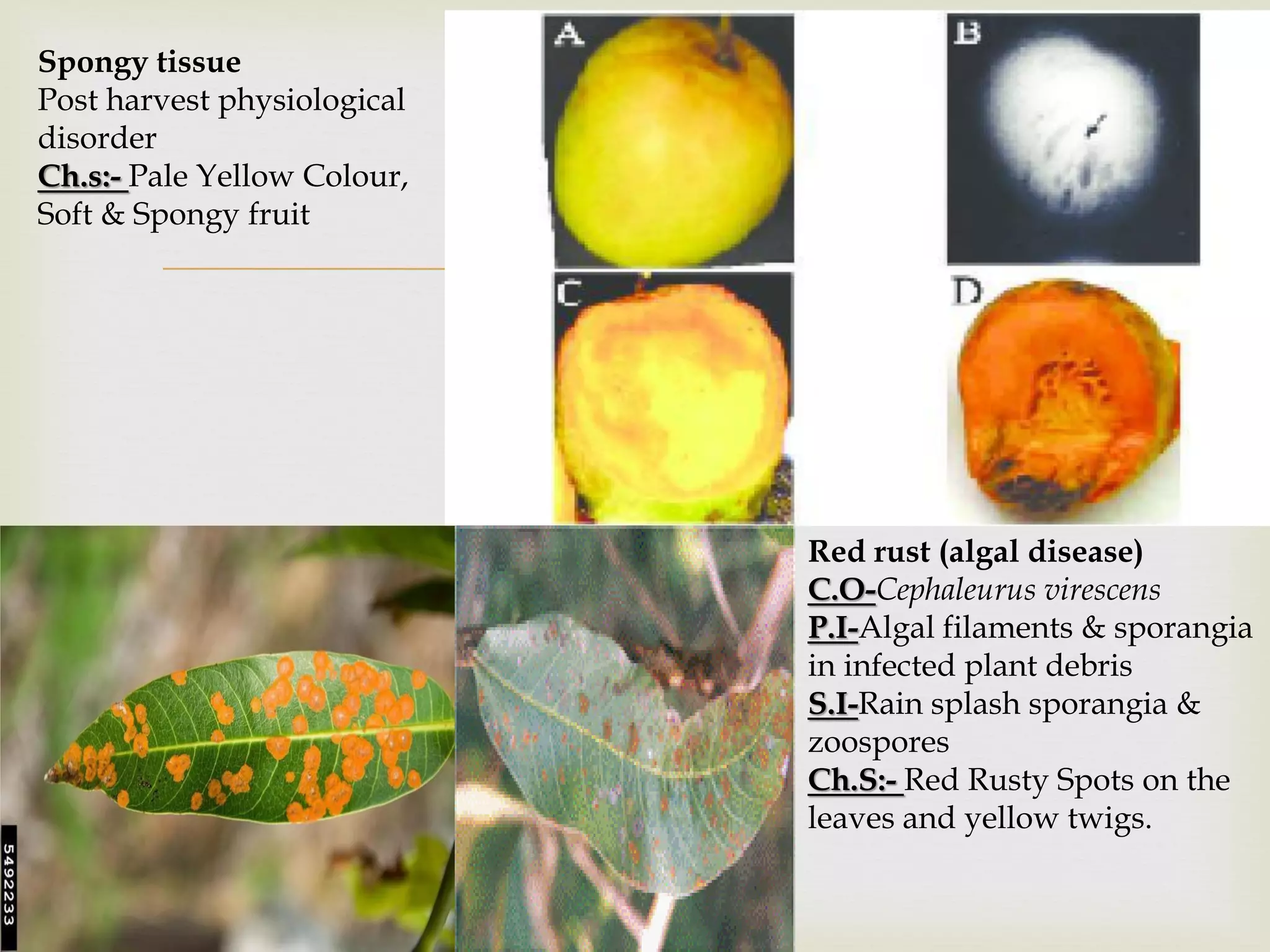 Disease Album of Plant Diseases | PDF
