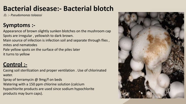 Disease and pest managment of mushroom | PPTX | Gardening | Home & Garden