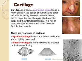 CCaarrttiillaaggee 
Cartilage is a flexible connective tissue found in 
many areas in the bodies of humans and other 
animals, including thejoints between bones, 
the rib cage, the ear, the nose, the bronchial 
tubes and the intervertebral discs. It is not as 
hard and rigid asbone but is stiffer and less 
flexible than muscle. 
There are two types of cartilage 
1.Hyaline cartilage is hard and dense and found 
where rigidity is needed. 
2.Elastic cartilage is more flexible and provides 
protective cushioning. 
10/15/14 R.Devendirakumari (13MAT01) 48 
 
