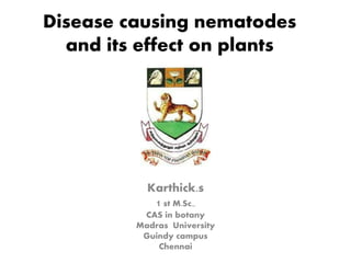 Disease causing nematodes
and its effect on plants
Karthick.s
1 st M.Sc.,
CAS in botany
Madras University
Guindy campus
Chennai
 