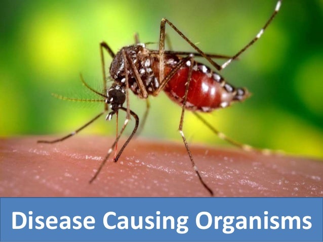 Disease Causing Organisms
