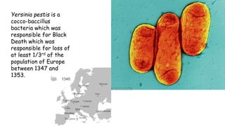 Yersinia pestis is a
cocco-baccillus
bacteria which was
responsible for Black
Death which was
responsible for loss of
at least 1/3rd of the
population of Europe
between 1347 and
1353.

 