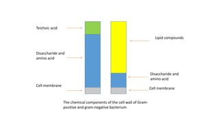 Teichoic acid
Lipid compounds

Disaccharide and
amino acid

Disaccharide and
amino acid
Cell membrane

Cell membrane
The chemical components of the cell wall of Grampositive and gram-negative bacterium

 