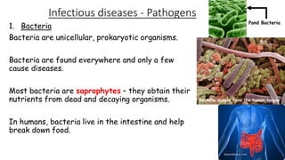 Infectious diseases - Pathogens
1. Bacteria
Bacteria are unicellular, prokaryotic organisms.

Pond Bacteria

Bacteria are found everywhere and only a few
cause diseases.
Most bacteria are saprophytes – they obtain their
nutrients from dead and decaying organisms.
In humans, bacteria live in the intestine and help
break down food.

Bacteria sample from the human tongue

 