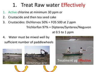 1. Active chlorine at minimum 30 ppm or
2. Crustacide and then tea seed cake
3. Crustacides: Dichlorvos 50% = FOS 500 at 2 ppm
Trichlorfon 97% = Dipterex/Synterex/Neguvon
at 0.5 to 1 ppm
4. Water must be mixed well by
sufficient number of paddlewheels
1. Treat Raw water Effectively
Treatment yg Effective
Membersihkan dasar
 