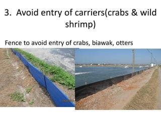 3. Avoid entry of carriers(crabs & wild
shrimp)
Fence to avoid entry of crabs, biawak, otters
 