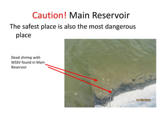 Caution! Main Reservoir
The safest place is also the most dangerous
place
Dead shrimp with
WSSV found in Main
Reservior
 