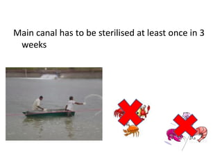 Main canal has to be sterilised at least once in 3
weeks
 