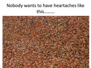 Nobody wants to have heartaches like
this………
 