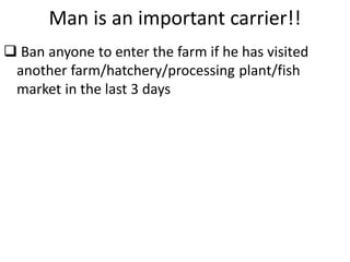 Man is an important carrier!!
 Ban anyone to enter the farm if he has visited
another farm/hatchery/processing plant/fish
market in the last 3 days
 