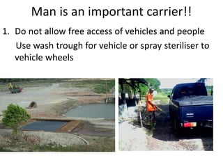 Man is an important carrier!!
1. Do not allow free access of vehicles and people
Use wash trough for vehicle or spray steriliser to
vehicle wheels
 