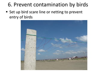 6. Prevent contamination by birds
 Set up bird scare line or netting to prevent
entry of birds
 