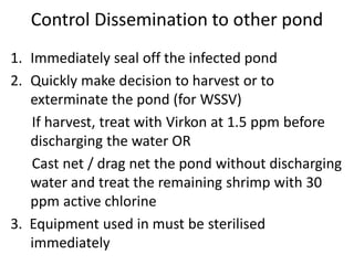 Control Dissemination to other pond
1. Immediately seal off the infected pond
2. Quickly make decision to harvest or to
exterminate the pond (for WSSV)
If harvest, treat with Virkon at 1.5 ppm before
discharging the water OR
Cast net / drag net the pond without discharging
water and treat the remaining shrimp with 30
ppm active chlorine
3. Equipment used in must be sterilised
immediately
 