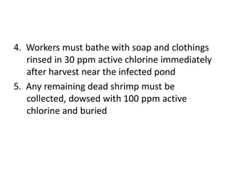 4. Workers must bathe with soap and clothings
rinsed in 30 ppm active chlorine immediately
after harvest near the infected pond
5. Any remaining dead shrimp must be
collected, dowsed with 100 ppm active
chlorine and buried
 