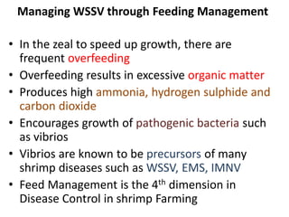 Managing WSSV through Feeding Management
• In the zeal to speed up growth, there are
frequent overfeeding
• Overfeeding results in excessive organic matter
• Produces high ammonia, hydrogen sulphide and
carbon dioxide
• Encourages growth of pathogenic bacteria such
as vibrios
• Vibrios are known to be precursors of many
shrimp diseases such as WSSV, EMS, IMNV
• Feed Management is the 4th dimension in
Disease Control in shrimp Farming
 