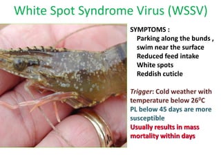 White Spot Syndrome Virus (WSSV)
SYMPTOMS :
Parking along the bunds ,
swim near the surface
Reduced feed intake
White spots
Reddish cuticle
Trigger: Cold weather with
temperature below 260C
PL below 45 days are more
susceptible
Usually results in mass
mortality within days
 