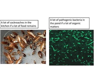 A lot of cockroaches in the
kitchen if a lot of food remains
A lot of pathogenic bacteria in
the pond if a lot of organic
matters
 