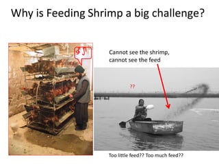 Why is Feeding Shrimp a big challenge?
Cannot see the shrimp,
cannot see the feed
Too little feed?? Too much feed??
??
 