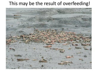 This may be the result of overfeeding!
 