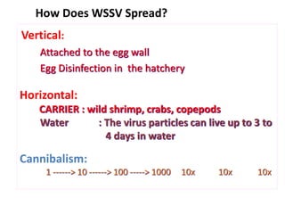 How Does WSSV Spread?
Vertical:
Attached to the egg wall
Egg Disinfection in the hatchery
Horizontal:
CARRIER : wild shrimp, crabs, copepods
Water : The virus particles can live up to 3 to
4 days in water
Cannibalism:
1 ------> 10 ------> 100 -----> 1000 10x 10x 10x
 