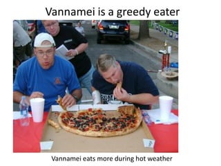 Vannamei is a greedy eater
Vannamei eats more during hot weather
 