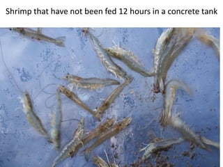 Shrimp that have not been fed 12 hours in a concrete tank
 