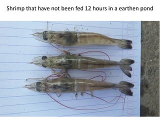 Shrimp that have not been fed 12 hours in a earthen pond
 
