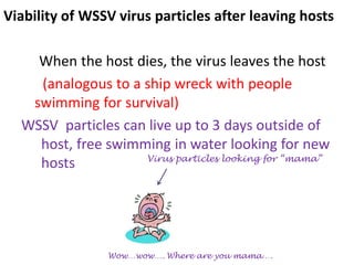 Viability of WSSV virus particles after leaving hosts
When the host dies, the virus leaves the host
(analogous to a ship wreck with people
swimming for survival)
WSSV particles can live up to 3 days outside of
host, free swimming in water looking for new
hosts
Wow…wow…. Where are you mama….
Virus particles looking for “mama”
 
